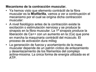 Mecanismo de la contracción muscular.
• Ya hemos visto que elemento contráctil de la fibra
muscular es la Miofibrilla, vamos a ver a continuación el
mecanismo por el cual se origina dicha contracción
muscular:
• A nivel fisiológico antes de la contracción existe la
excitación o estimulación nerviosa y se produce la
sinapsis en la fibra muscular. La 1ª sinapsis produce la
liberación de Ca++ con un aumento en la [Ca] que pone
en marcha la maquinaria contráctil del músculo. El
proceso de activación dura milisg
• La generación de fuerza y acortamiento de la masa
muscular depende de un patrón cíclico de enlazamiento
y desenlazamiento de los filamentos del complejo
actina-miosina. La única forma de energía utilizada es el
ATP.
 