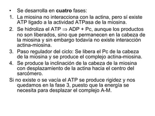 • Se desarrolla en cuatro fases:
1. La miosina no interacciona con la actina, pero sí existe
ATP ligado a la actividad ATPasa de la miosina.
2. Se hidroliza el ATP ⇒ ADP + Pc, aunque los productos
no son liberados, sino que permanecen en la cabeza de
la miosina y sin embargo todavía no existe interacción
actina-miosina.
3. Paso regulador del ciclo: Se libera el Pc de la cabeza
de la miosina y se produce el complejo actina-miosina.
4. Se produce la inclinación de la cabeza de la miosina
con desplazamiento de la actina hacia el centro del
sarcómero.
Si no existe o se vacía el ATP se produce rigidez y nos
quedamos en la fase 3, puesto que la energía se
necesita para desplazar el complejo A-M.
 