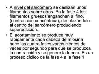• A nivel del sarcómero se deslizan unos
filamentos sobre otros. En la fase 4 los
filamentos gruesos enganchan al fino,
(contracción concéntrica), desplazándolo
al centro del sarcómero produciendo
superposición.
• El acortamiento se produce muy
rápidamente cada cabeza de miosina
hace las cuatro fases varios cientos de
veces por segundo para que se produzca
la contracción y se genere la fuerza. Es un
proceso cíclico de la fase 4 a la fase 1
 
