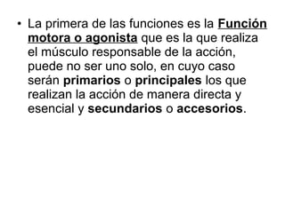 • La primera de las funciones es la Función
motora o agonista que es la que realiza
el músculo responsable de la acción,
puede no ser uno solo, en cuyo caso
serán primarios o principales los que
realizan la acción de manera directa y
esencial y secundarios o accesorios.
 