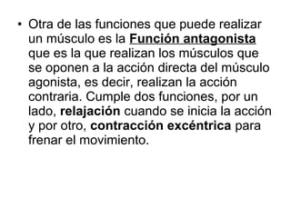 • Otra de las funciones que puede realizar
un músculo es la Función antagonista
que es la que realizan los músculos que
se oponen a la acción directa del músculo
agonista, es decir, realizan la acción
contraria. Cumple dos funciones, por un
lado, relajación cuando se inicia la acción
y por otro, contracción excéntrica para
frenar el movimiento.
 