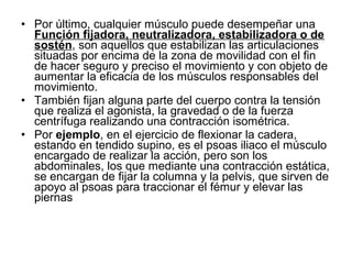 • Por último, cualquier músculo puede desempeñar una
Función fijadora, neutralizadora, estabilizadora o de
sostén, son aquellos que estabilizan las articulaciones
situadas por encima de la zona de movilidad con el fin
de hacer seguro y preciso el movimiento y con objeto de
aumentar la eficacia de los músculos responsables del
movimiento.
• También fijan alguna parte del cuerpo contra la tensión
que realiza el agonista, la gravedad o de la fuerza
centrífuga realizando una contracción isométrica.
• Por ejemplo, en el ejercicio de flexionar la cadera,
estando en tendido supino, es el psoas iliaco el músculo
encargado de realizar la acción, pero son los
abdominales, los que mediante una contracción estática,
se encargan de fijar la columna y la pelvis, que sirven de
apoyo al psoas para traccionar el fémur y elevar las
piernas
 