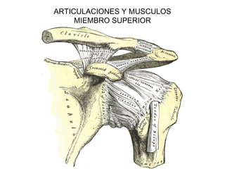 ARTICULACIONES Y MUSCULOS
MIEMBRO SUPERIOR
 