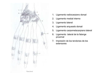1. Ligamento radiocarpiano dorsal
2. Ligamento medial interno
3. Ligamento lateral
4. Ligamento arqueado dorsal
5. Ligamento carpometacarpiano lateral
6. Ligamento lateral de la falange
proximal
7. Impresión de los tendones de los
extensores
 