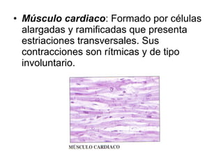 • Músculo cardiaco: Formado por células
alargadas y ramificadas que presenta
estriaciones transversales. Sus
contracciones son rítmicas y de tipo
involuntario.
 