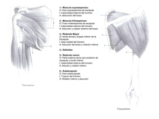 Vista posterior
1.- Músculo supraespinoso:
O: fosa supraespinosa de escápula
I: tuberosidad externa del humero
A: abducción del brazo
2.- Músculo Infraespinoso
O: Fosa ninterespinosa de escápula
I: tuberosidad externa del húmero
A: Aducción y rotador externo del brazo
3.- Redondo Mayor
O: borde dorsal y ángulo inferior de la
Escápula
I: área medial del húmero
A: Aducción del brazo y rotación interna
4.- Deltoides
5.- Redondo menor
O: Parte externa de la cara posterior de
escápula y borde inferior
I: tuberosidad externa del humero
A: Aductor y rotador interno
6.- Subescapular
O: fosa subescapular
I: Troquín del húmero
A: Rotador interno y aducción
 