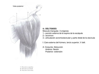 Vista posterior
4.- DELTOIDES
Músculo triangular, 3 orígenes
1.- porción externa de la espina de la escápula
2.- acromion
3.- articulación acromioclavicular y parte distal de la clavícula
I: Cara externa del húmero, tercio superior, V delt.
A: Conjunta: Abducción
Anterior: flexión
Posterior: extensión
 