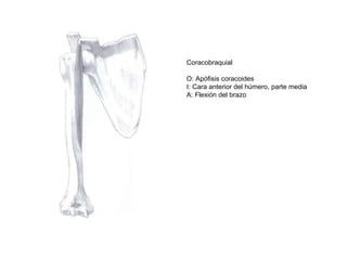 Coracobraquial
O: Apófisis coracoides
I: Cara anterior del húmero, parte media
A: Flexión del brazo
 