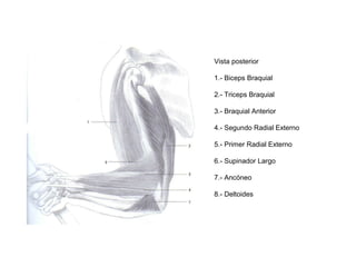 Vista posterior
1.- Biceps Braquial
2.- Triceps Braquial
3.- Braquial Anterior
4.- Segundo Radial Externo
5.- Primer Radial Externo
6.- Supinador Largo
7.- Ancóneo
8.- Deltoides
 