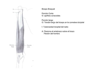 Biceps Braquial
Porción Corta:
O: apófisis coracoides
Porción larga:
O: Tendón largo del biceps en la corredera bicipital
I: Tuberosidad bicipital del radio
A: Flexiona el antebrazo sobre el brazo
Flexión del hombro
 