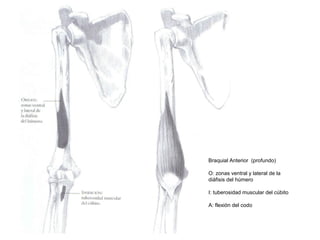 Braquial Anterior (profundo)
O: zonas ventral y lateral de la
diáfisis del húmero
I: tuberosidad muscular del cúbito
A: flexión del codo
 