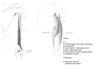 Triceps
O:
1- Porción Larga: Cara inferior glenoidea
de la escápula
2- Vasto externo: Cara posterior del
húmero, diáfisis proximal
3- Vasto interno: Porción postero interna
de la diáfisis humeral
I: Olécranon
A: Extensión del codo
Extensión del hombro
 
