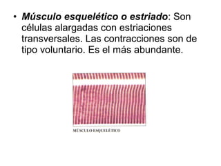 • Músculo esquelético o estriado: Son
células alargadas con estriaciones
transversales. Las contracciones son de
tipo voluntario. Es el más abundante.
 
