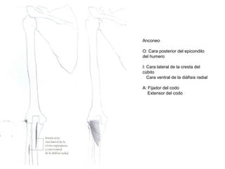 Anconeo
O: Cara posterior del epicondilo
del humero
I: Cara lateral de la cresta del
cúbito
Cara ventral de la diáfisis radial
A: Fijador del codo
Extensor del codo
 