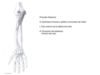 Pronador Redondo
O: Epitróclea humeral y apófisis coronoides del cúbito
I: Cara externa de la diáfisis del radio
A: Pronación del antebrazo
Flexión del codo
 