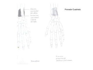 Pronador Cuadrado
 