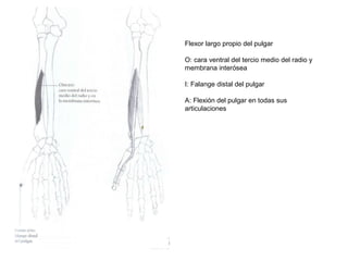 Flexor largo propio del pulgar
O: cara ventral del tercio medio del radio y
membrana interósea
I: Falange distal del pulgar
A: Flexión del pulgar en todas sus
articulaciones
 