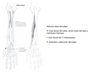 Abductor largo del pulgar
O: Cara dorsal del cúbito, tercio medio del radio y
membrana interósea
I: Cara dorsal del 1º metacarpiano
A: Extensión y abducción del pulgar
Vista dorsal
 