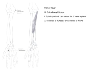 Palmar Mayor
O: Epitróclea del húmero
I: Epifisis proximal, cara palmar del 2º metacarpiano
A: flexión de la muñeca y pronación de la misma
 