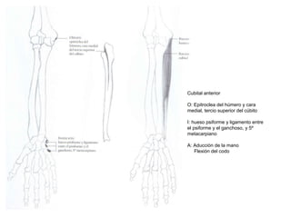 Cubital anterior
O: Epitroclea del húmero y cara
medial, tercio superior del cúbito
I: hueso psiforme y ligamento entre
el psiforme y el ganchoso, y 5º
metacarpiano
A: Aducción de la mano
Flexión del codo
 