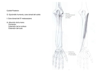 Cubital Posterior
O: Epicóndilo humeral y cara dorsal del cubito
I: Cara dorsal del 5º metacarpiano
A: Aducción de la mano
Pronación
Extensión de la muñeca
Extensión del codo
 