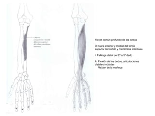 Flexor común profundo de los dedos
O: Cara anterior y medial del tercio
superior del cúbito y membrana interósea
I: Falange distal del 2º a 5º dedo
A: Flexión de los dedos, articulaciones
distales incluidas
Flexión de la muñeca
 