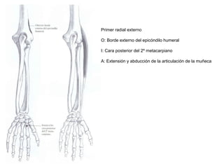 Primer radial externo
O: Borde externo del epicóndilo humeral
I: Cara posterior del 2º metacarpiano
A: Extensión y abducción de la articulación de la muñeca
 