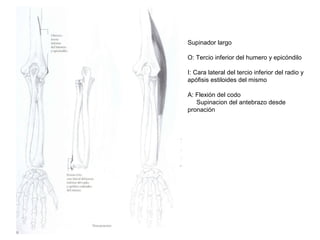 Supinador largo
O: Tercio inferior del humero y epicóndilo
I: Cara lateral del tercio inferior del radio y
apófisis estiloides del mismo
A: Flexión del codo
Supinacion del antebrazo desde
pronación
 
