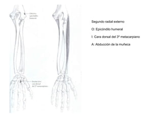 Segundo radial externo
O: Epicóndilo humeral
I: Cara dorsal del 3º metacarpiano
A: Abducción de la muñeca
 