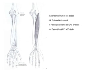 Extensor común de los dedos
O: Epicóndilo humeral
I: Falanges distales del 2º a 5º dedo
A: Extensión del 2º a 5º dedo
 