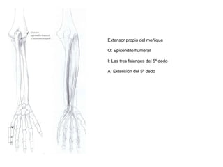 Extensor propio del meñique
O: Epicóndilo humeral
I: Las tres falanges del 5º dedo
A: Extensión del 5º dedo
 