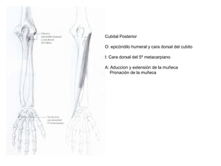 Cubital Posterior
O: epicóndilo humeral y cara dorsal del cubito
I: Cara dorsal del 5º metacarpiano
A: Aduccion y extensión de la muñeca
Pronación de la muñeca
 