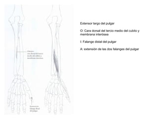Extensor largo del pulgar
O: Cara dorsal del tercio medio del cubito y
membrana interósea
I: Falange distal del pulgar
A: extensión de las dos falanges del pulgar
 