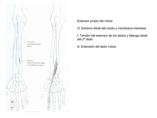 Extensor propio del índice
O: Extremo distal del cúbito y membrana interósea
I: Tendón del extensor de los dedos y falange distal
del 2º dedo
A: Extensión del dedo índice
 