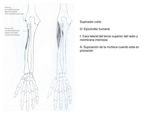 Supinador corto
O: Epicóndilo humeral
I: Cara lateral del tercio superior del radio y
membrana interósea
A: Supinación de la muñeca cuando está en
pronación
 