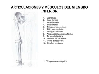 ARTICULACIONES Y MÚSCULOS DEL MIEMBRO
INFERIOR
1. Sacroiliaca
2. Coxo femoral
3. Femoropatelar
4. Tibiofemoral
5. Tibioperonea proximal
6. Tibioperonea distal
7. Astragalocalcanea
8. Astragalocalcanea escafoidea
9. Tarsometatarsiana
10. Proximal de los dedos
11. Media de los dedos
12. Distal de los dedos
Tibioperoneaastragalina
 