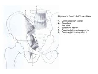 Ligamentos de articulación sacroiliaca
1. Vertebral común anterior
2. Sacroiliaco
3. Iliolumbar
4. Sacroiliaco interno
5. Sacroisquiatico posterosuperior
6. Sacroisquiatico anteroinferior
 