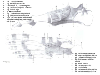 1. Lig. Cuneoescafoideo
2. Lig. Astragaloescafoideo
3. Cápsula de art. Tibioastragalina
4. Lig. Peroneoastragalino posterior
5. Lig. Plantar largo
6. lig. Maleolar interno
7. Lig. Cuneoescafoideo posterior
8. Lig. Tarsometatarsiano dorsal
9. Ligs. Plantares y laterales de la art
metatarsofalangica e interfalangica
del 1º dedo
1. Lig plantares de los dedos
2. Lig tarsometatarsiano plantar
3. Lig cuneoescafoideo plantar
4. Lig. Calcaneoescafoideo
plantar
5. Lig lateral interno
6. Lig calcaneoperonéo
7. Lig plantar largo
8. Lig calcaneocuboideo plantar
9. Lig transversales profundos
 