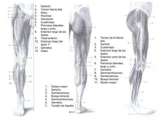 1. Sartorio
2. Tensor fascia lata
3. Iliaco
4. Pectíneo
5. Aductores
6. Cuadriceps
7. Peroneos laterales,
largo y corto
8. Extensor largo de los
dedos
9. Tibial anterior
10. Extensor largo del
dedo 1º
11. Gemelos
12. Soleo
1. Gluteo mayor
2. Sartorio
3. Semitendinoso
4. Biceps femoral
5. Semimembranoso
6. Gemelos
7. Tendón de Aquiles
1. Tensor de la fascia
lata
2. Sartorio
3. Cuadriceps
4. Extensor largo de los
dedos
5. Extensor corto de los
dedos
6. Peroneos laterales,
largo y corto
7. Gemelos
8. Semimembranoso
9. Semitendinoso
10. Biceps femoral
11. Gluteo mayor
 