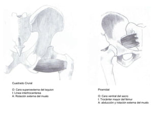 Cuadrado Crural
O: Cara superoexterna del isquion
I: Línea intertrocanterea
A: Rotación externa del muslo
Piramidal
O: Cara ventral del sacro
I: Trocánter mayor del fémur
A: abducción y rotación externa del muslo
 