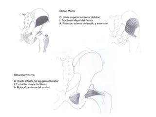 Glúteo Menor
O: Línea superior e inferior del ilion
I: Trocánter Mayor del Fémur
A: Rotación externa del muslo y extensión
Obturador Interno
O: Borde inferior del agujero obturador
I: Trocánter mayor del fémur
A: Rotación externa del muslo
 