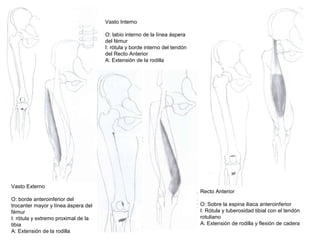 Vasto Externo
O: borde anteroinferior del
trocanter mayor y línea áspera del
fémur
I: rótula y extremo proximal de la
tibia
A: Extensión de la rodilla
Vasto Interno
O: labio interno de la línea áspera
del fémur
I: rótula y borde interno del tendón
del Recto Anterior
A: Extensión de la rodilla
Recto Anterior
O: Sobre la espina iliaca anteroinferior
I: Rótula y tuberosidad tibial con el tendón
rotuliano
A: Extensión de rodilla y flexión de cadera
 