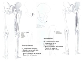Semimembranoso
O: Tuberosidad isquiática
I: Cóndilo interno de la tibia
A: Flexión de rodilla
Rotación interna de la pierna
Extensión de la cadera
Semitendinoso
O: Tuberosidad isquiática
I: Cara interna de la
tuberosidad tibial
A: Rotación interna de la pierna
Flexión de la pierna
Extensión de la cadera
 