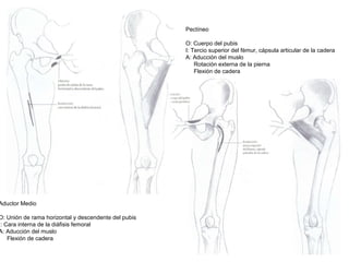 Aductor Medio
O: Unión de rama horizontal y descendente del pubis
I: Cara interna de la diáfisis femoral
A: Aducción del muslo
Flexión de cadera
Pectíneo
O: Cuerpo del pubis
I: Tercio superior del fémur, cápsula articular de la cadera
A: Aducción del muslo
Rotación externa de la pierna
Flexión de cadera
 
