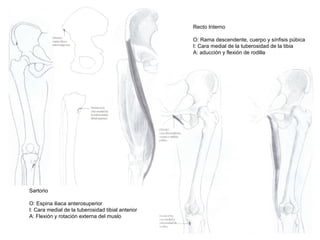 Sartorio
O: Espina iliaca anterosuperior
I: Cara medial de la tuberosidad tibial anterior
A: Flexión y rotación externa del muslo
Recto Interno
O: Rama descendente, cuerpo y sínfisis púbica
I: Cara medial de la tuberosidad de la tibia
A: aducción y flexión de rodilla
 