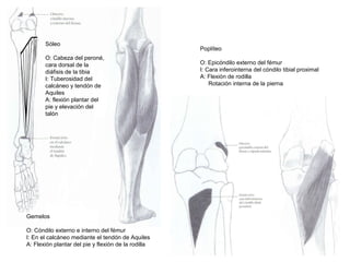 Gemelos
O: Cóndilo externo e interno del fémur
I: En el calcáneo mediante el tendón de Aquiles
A: Flexión plantar del pie y flexión de la rodilla
Poplíteo
O: Epicóndilo externo del fémur
I: Cara inferointerna del cóndilo tibial proximal
A: Flexión de rodilla
Rotación interna de la pierna
Sóleo
O: Cabeza del peroné,
cara dorsal de la
diáfisis de la tibia
I: Tuberosidad del
calcáneo y tendón de
Aquiles
A: flexión plantar del
pie y elevación del
talón
 