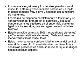 • Los vasos sanguíneos y los nervios penetran en el
músculo. Está muy vascularizado porque es un tejido
metabólicamente muy activo y necesita del suministro
de nutrientes.
• Los vasos se disponen paralelamente a las fibras y se
van ramificando, primero en el perimisio y después
dando lugar a los capilares en el endomisio que entran
ligados a los nervios, que se organizan en Unidades
Motoras.
• Esta inervación es mixta: 60% motora (fibras eferentes)
y 40% sensorial (fibras aferentes). Cada motoneurona
inerva varias fibras musculares.
• Estas motoneuronas son la unidad funcional del control
neural del músculo. El nervio también contiene fibras
sensitivas procedentes del huso muscular que se dirigen
hacia la médula espinal.
 