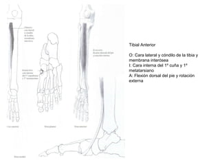 Tibial Anterior
O: Cara lateral y cóndilo de la tibia y
membrana interósea
I: Cara interna del 1º cuña y 1º
metatarsiano
A: Flexión dorsal del pie y rotación
externa
 