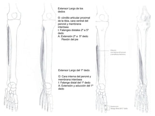 Extensor Largo de los
dedos
O: cóndilo articular proximal
de la tibia, cara ventral del
peroné y membrana
interósea
I: Falanges distales 2º a 5º
dedo
A: Extensión 2º a 5º dedo
Flexión del pie
Extensor Largo del 1º dedo
O: Cara interna del peroné y
membrana interósea
I: Falange distal del 1º dedo
A: Extensión y aducción del 1º
dedo
 