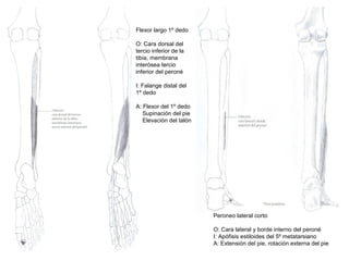 Flexor largo 1º dedo
O: Cara dorsal del
tercio inferior de la
tibia, membrana
interósea tercio
inferior del peroné
I: Falange distal del
1º dedo
A: Flexor del 1º dedo
Supinación del pie
Elevación del talón
Peroneo lateral corto
O: Cara lateral y borde interno del peroné
I: Apófisis estiloides del 5º metatarsiano
A: Extensión del pie, rotación externa del pie
 
